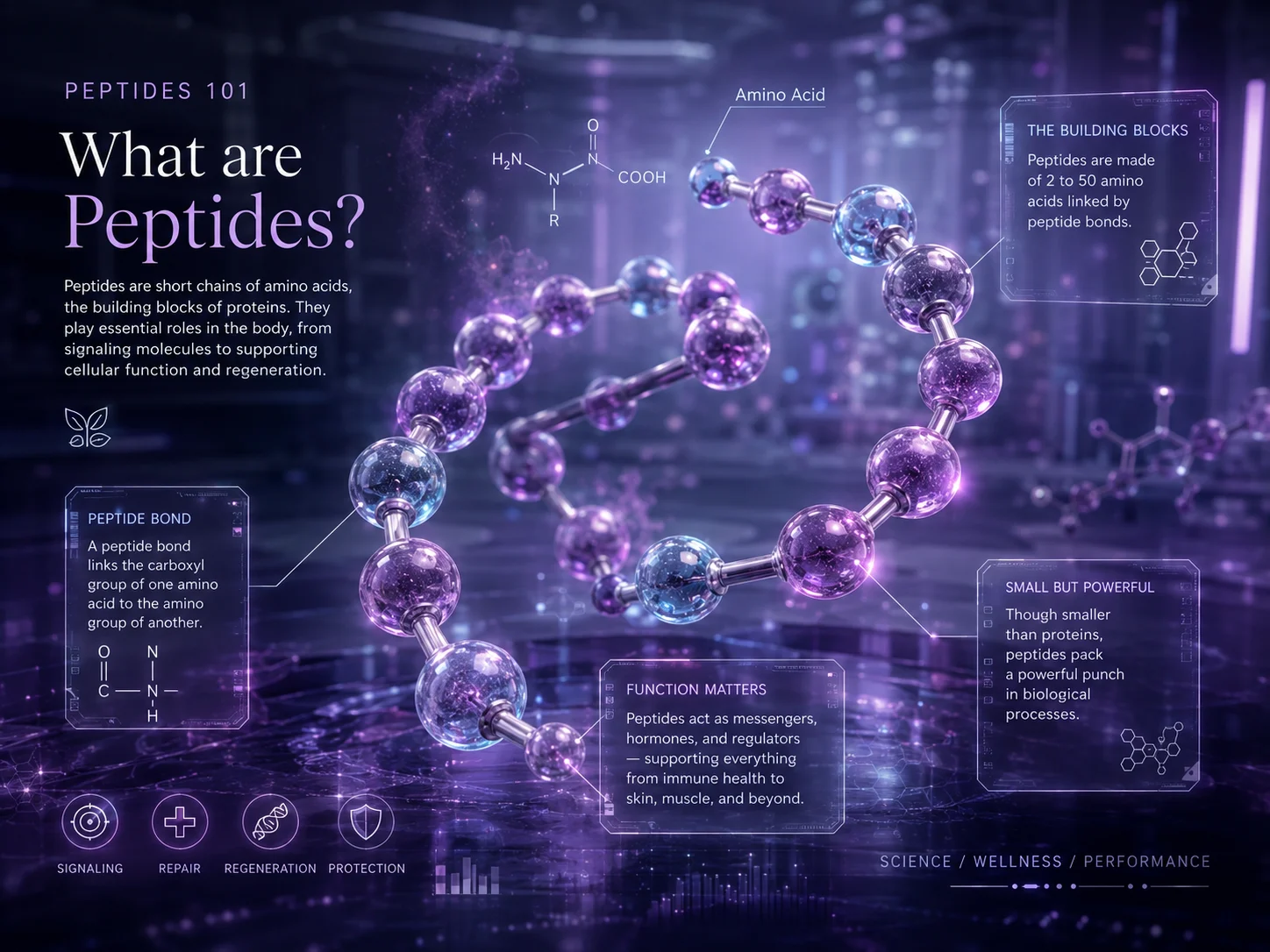 Peptide building blocks educational graphic